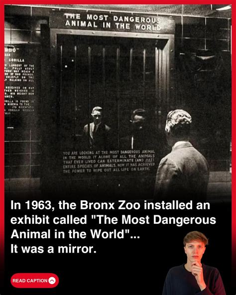In 1963 The Bronx Zoo Had An Exhibit Called Amp Quot The Most Dangerous Animal