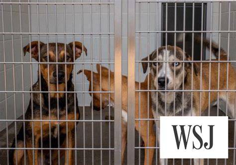 In Tulare County Animal Shelters And Rescue Groups Are Overwhelmed With Animals Underdog Adventures In Tulare County Animal Shelters And Rescue Groups Are Overwhelmed With Animals Underdog Adventures