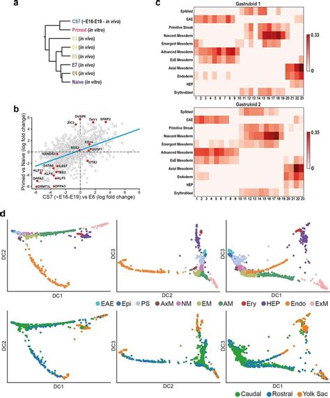 In Vitro Vs In Vivo Comparisons A Dendrogram Representation Built On