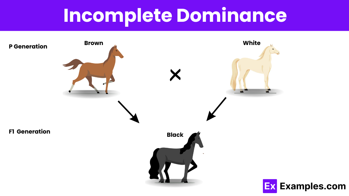 Incomplete Dominance Examples