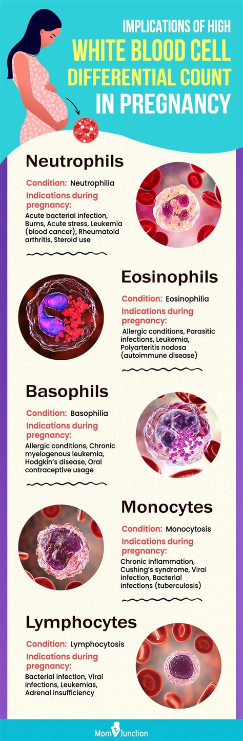 Increased Neutrophils Pregnancy