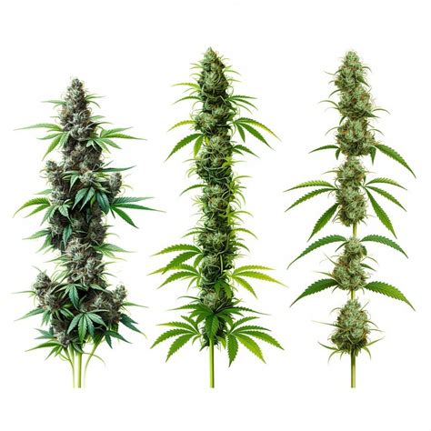 Indica Sativa Hybrid Cannabis Plant Cannabis Plants Marijuana Plant