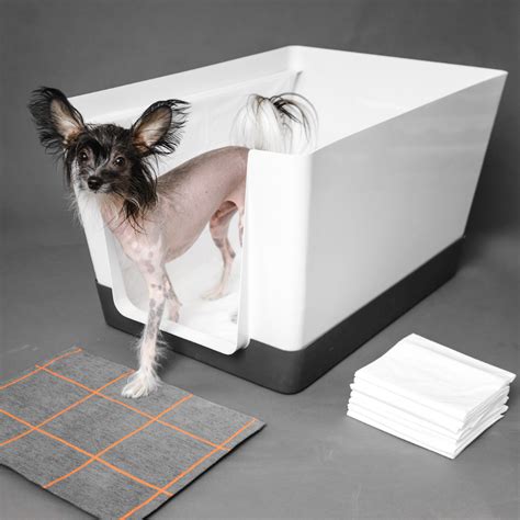 Creating a Comfortable and Safe Indoor Bathroom for Dogs