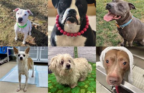 Ingham County Animal Rescue: Saving Lives and Finding Forever Homes