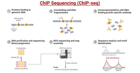 Innovative Antibody Applications In Chip Seq Enhancing Research