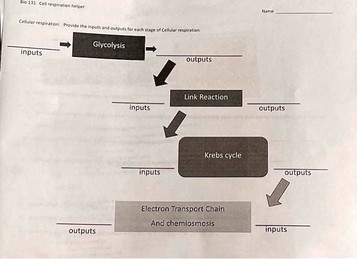 Cellular Respiration Inputs Outputs