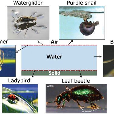Insects And Other Small Animals At Different Interfaces Watergliders Download Scientific Diagram
