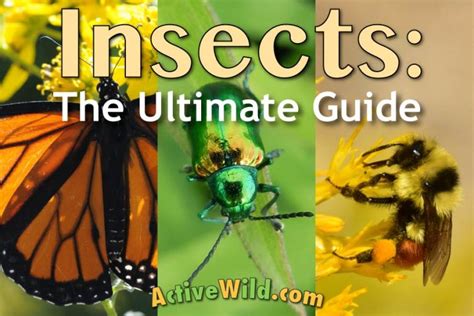 Insects The Ultimate Guide Pictures Facts Info For Kids Adults
