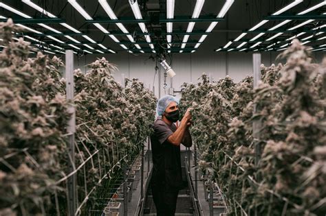 Inside The 32 Billion Industry Transforming Marijuana The New York Times
