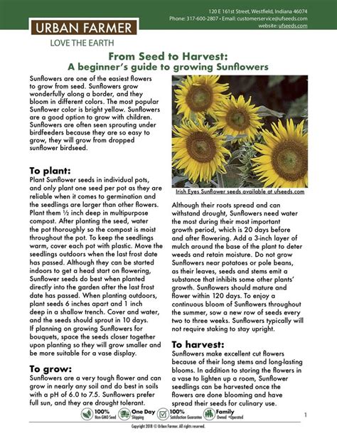 Instructions For Growing Sunflowers Growing Sunflowers Food Garden Instructions For Growing Sunflowers Growing Sunflowers Food Garden