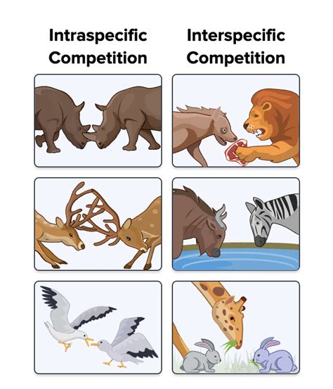 Intraspecific Competition Examples Competition Biology Definition