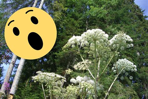 Invasive Plant With Toxic Sap Found In Oregon