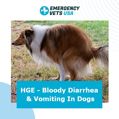Is Bloody Diarrhea In Dogs An Emergency