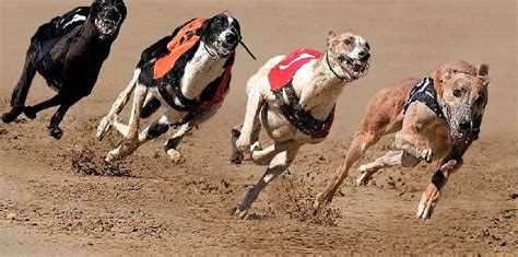 Is Greyhound Racing Cruel A Tragic Case In Point