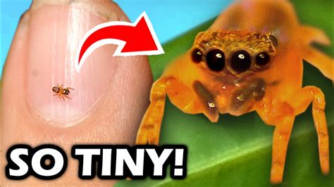 Is This The World S Smallest Jumping Spider The Neonella Jumping Spider Youtube Is This The World S Smallest Jumping Spider The Neonella Jumping Spider Youtube