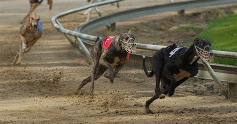 It S Time To Stop Greyhound Racing In Its Tracks Aspca