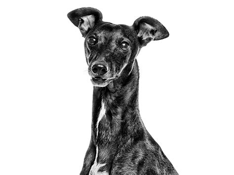 Italian Greyhound Royal Canin Us