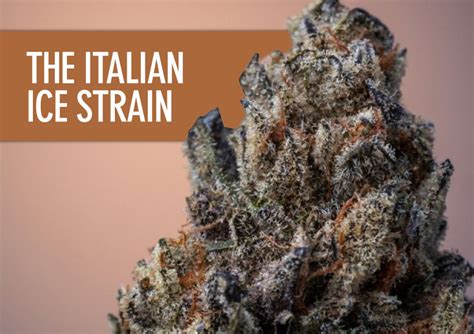 Italian Ice Strain Drip Thc Brand