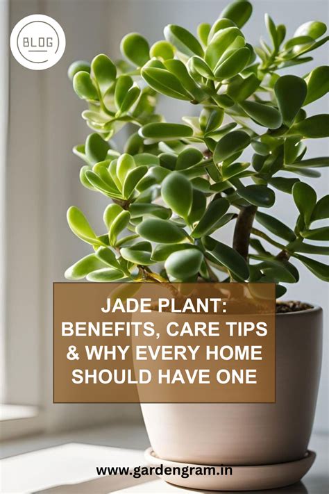 Jade Plant Benefits Care Tips Why Every Home Should Have One