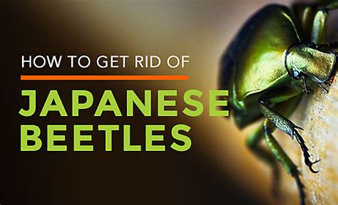 Japanese Beetle Habitat Facts How To Get Rid Of Japanese Beetles