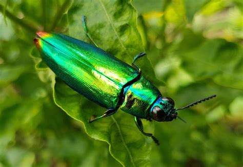 Jewel Beetles Natural History And Interesting Facts