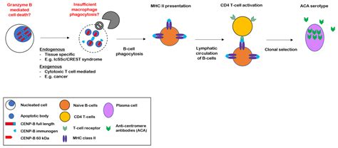 Jmp Free Full Text Clinical And Molecular Features Of Anti Cenp B