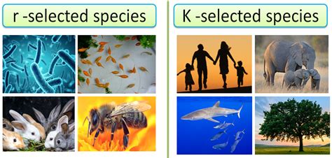 K Selected And R Selected Species K Selected Species A K Selected