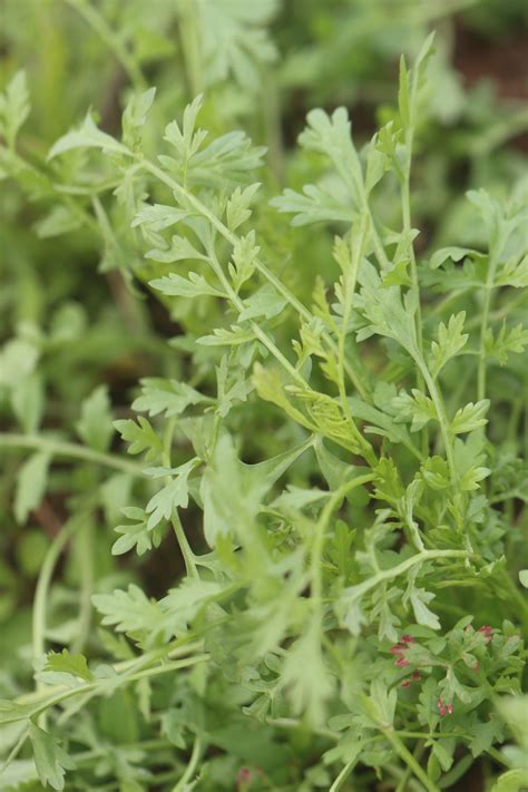 Kandahar Giant Cress Seeds Annapolis Seeds Kandahar Giant Cress Seeds Annapolis Seeds