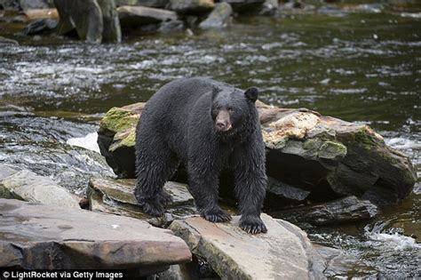 Karen Osborne Who Was Mauled By Bear In Maryland Survived By Calling 911 From Ground Daily Mail Online