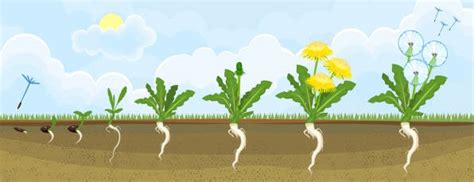 Kelly S Classroom Online Learning About Dandelion Life Cycles Kelly S Classroom Online Learning About Dandelion Life Cycles