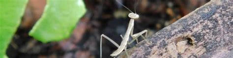 Kids Love To Learn From Nature And Praying Mantis Are A Fascinating