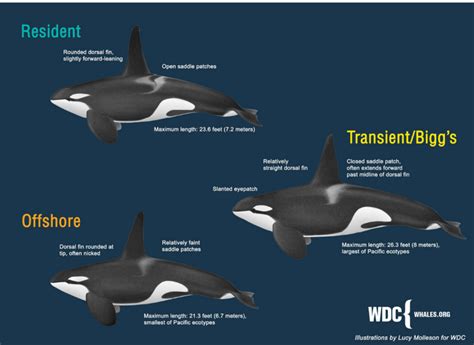 Killer Whale Species