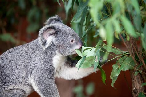 Koala Eating Eucalyptus Leaves Bushland Conservation Management