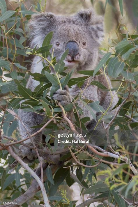 Koala Eating Eucalyptus Leaves High Res Stock Photo Getty Images