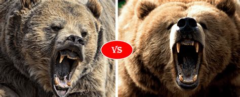 Kodiak vs Grizzly Bear Showdown: Surprising Truths