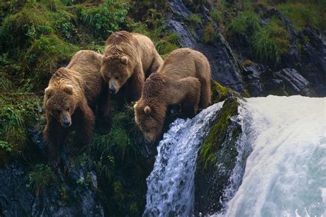 Kodiak Island Travel Alaska Usa North America Lonely Planet