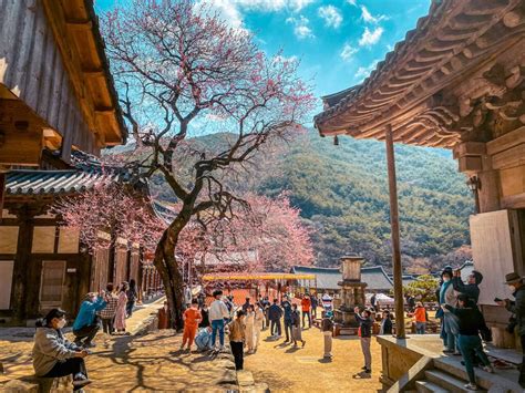 Korea In April 2026 A Local S Take On The Best Spring Adventures Travel Stained