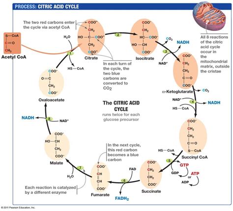 Krebs Cycle Metabolism At Heidi Ayer Blog