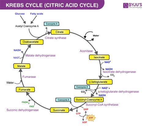 Krebs Cycle Simplified Diagram