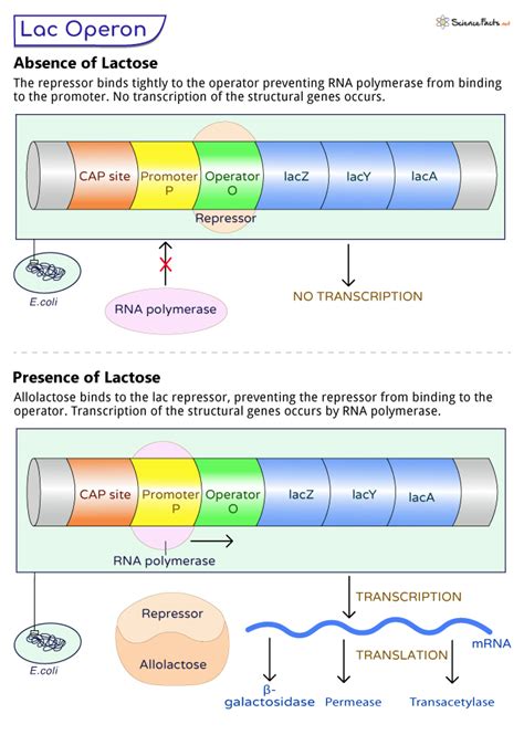 Lac Operon Diagram Positive Control Vs Negative Operon Lac R