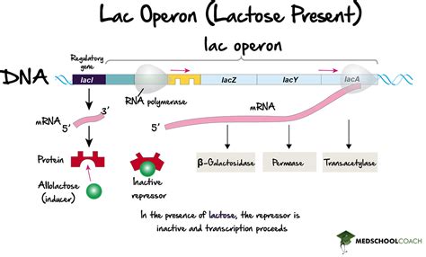 Lac Operon Regulation Gene Expression