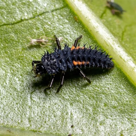 Lady Bug Larvae Facts