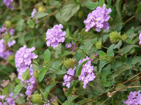 Lantana Montevidensis: Exotic Bloom Secrets Unveiled