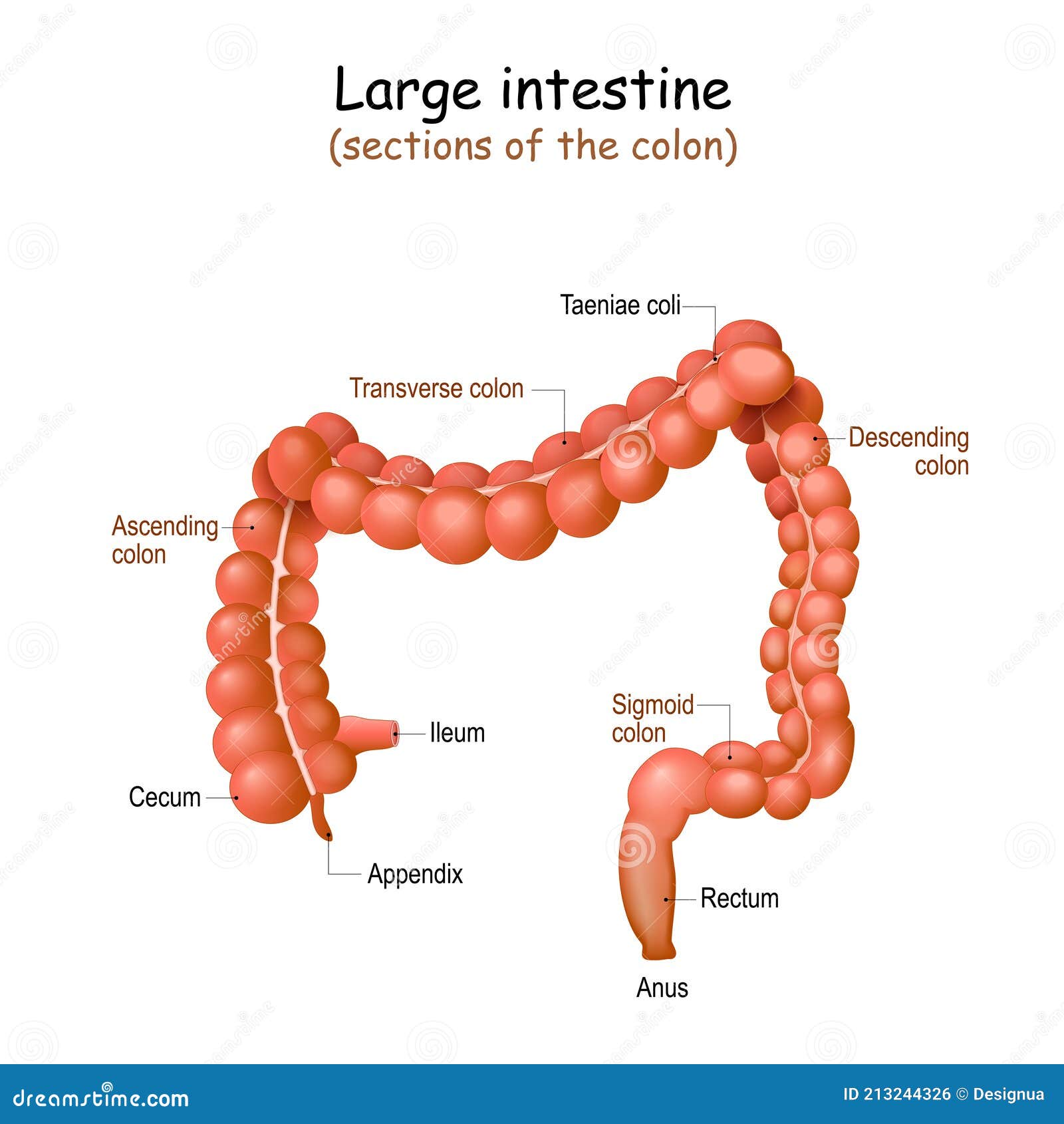 Large Intestine Anatomy Structure Of Human S Colon Vector Large Intestine Anatomy Structure Of Human S Colon Vector