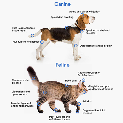 Laser Therapy For Dogs