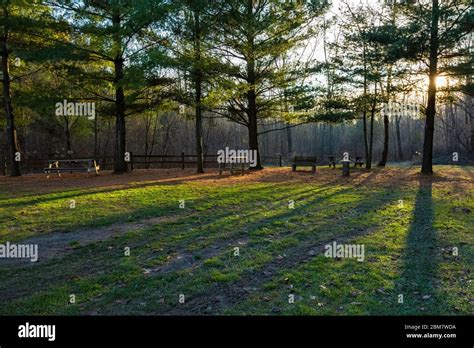 Late Afternoon Sunlight Through Eastern White Pines Pinus Strobus Late Afternoon Sunlight Through Eastern White Pines Pinus Strobus