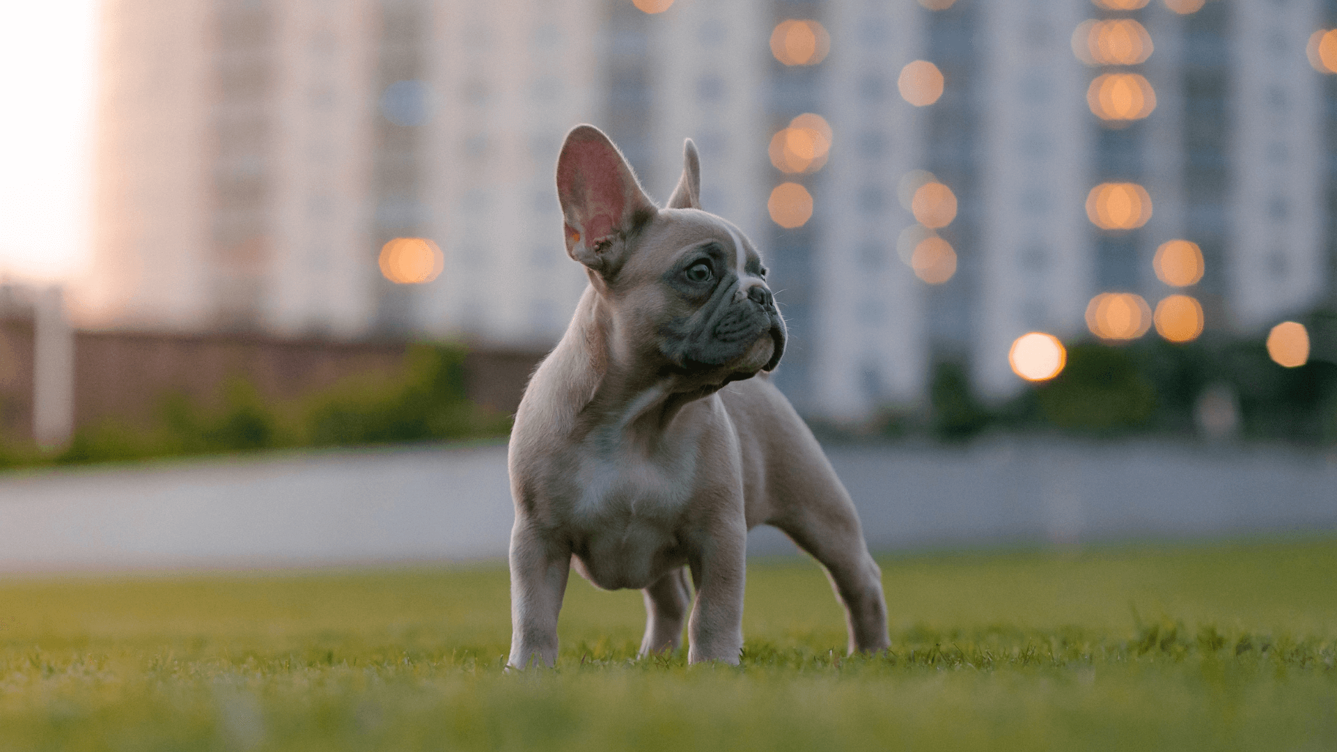 Latham Emergency Vet