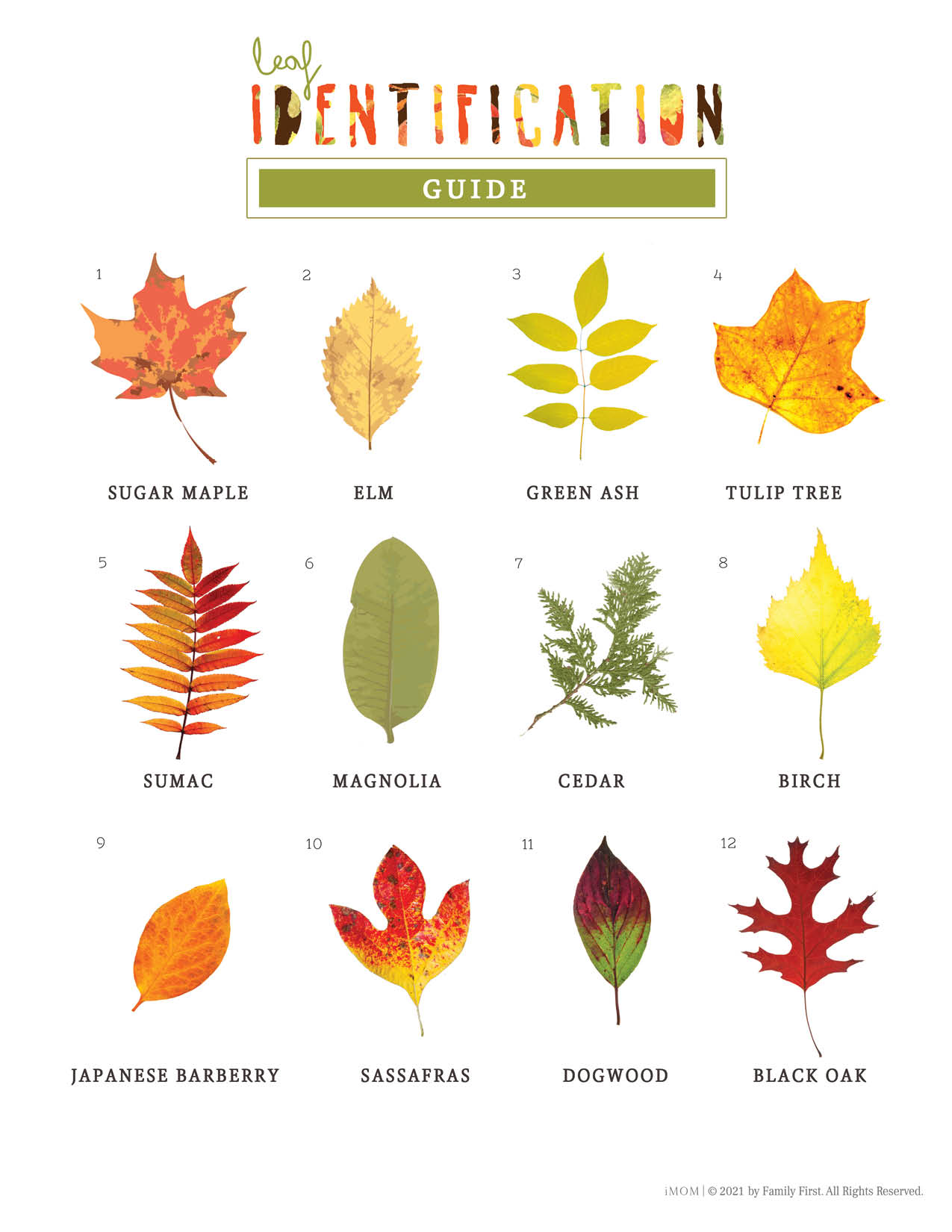 Leaf Identification Guide