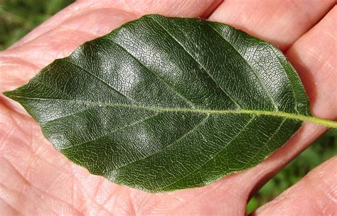 Leaf Oval Smooth Tree Guide Uk Tree Id By Oval Smooth Edged Leaf