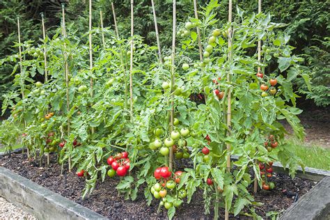 Learn How To Properly Stake Your Tomato Plants To Grow A Big Tomato